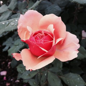 A pink rose is blooming in a garden.