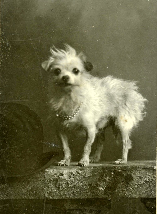 Chi lo sa was Eva’s first Chihuahua to be called the “Saint,” 1896. (Photograph by Siegel Cooper, New York, New York. Main Photo Collection, PHS16-22)