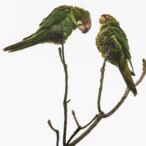 Two wild parrots sitting atop a branch