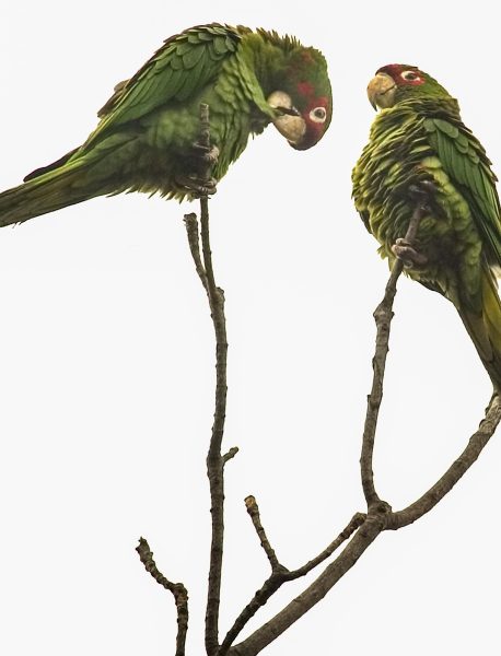 Two wild parrots sitting atop a branch