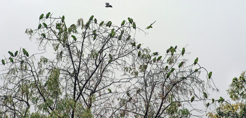 A flock of wild parrots find a tree on the Blair East High School campus in Pasadena to rest Friday, December 16, 2016.