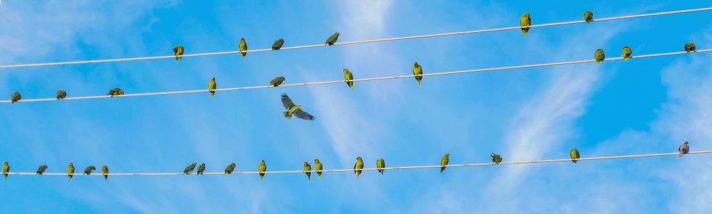 Painting of parrots on a powerline with blue skies and light clouds in the background
